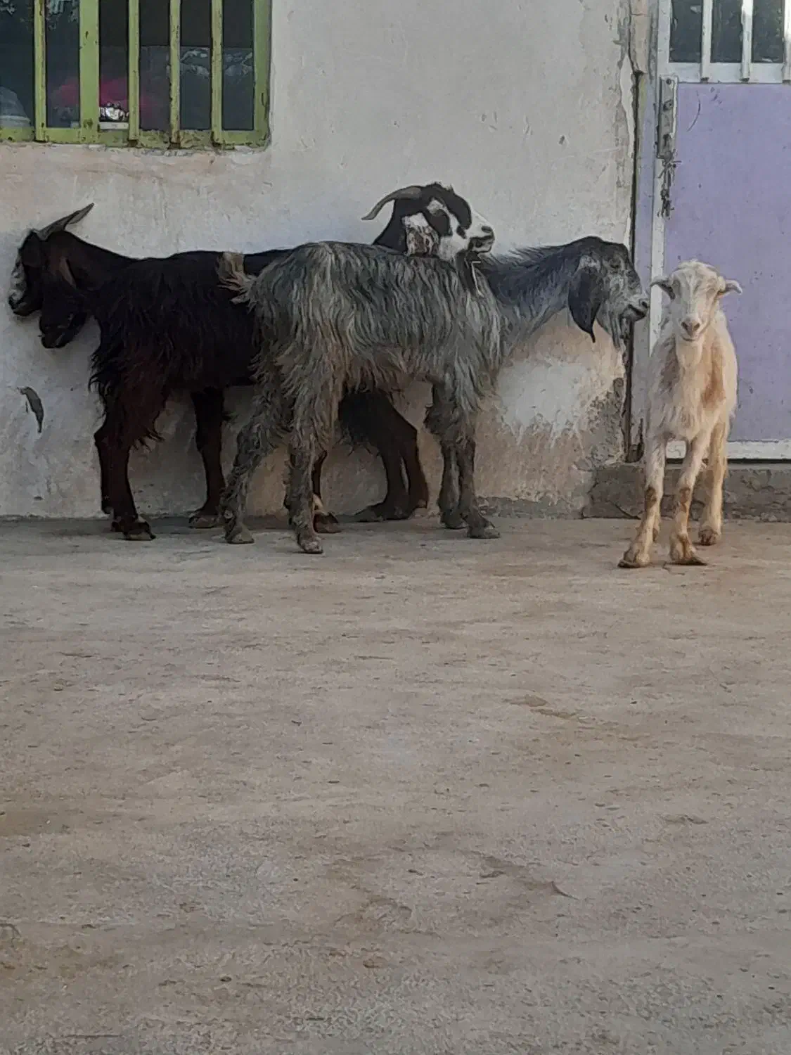 چهار بز|حیوانات مزرعه|وحدتیه, |دیوار