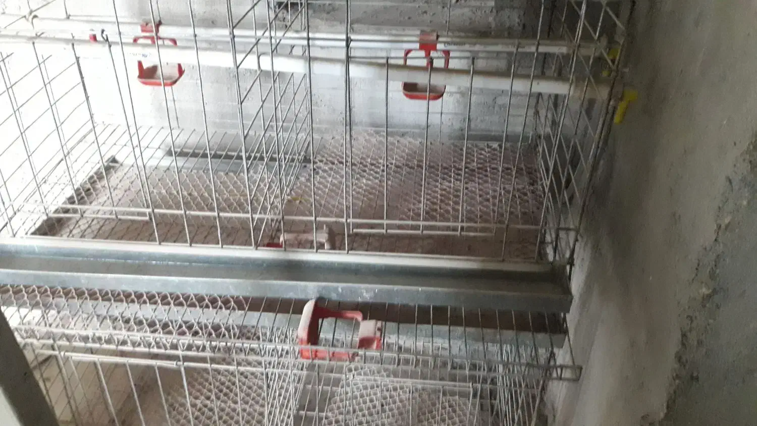 قفس سه طبقه گالوانیزه پرنده|لوازم جانبی حیوانات|بیرجند, |دیوار