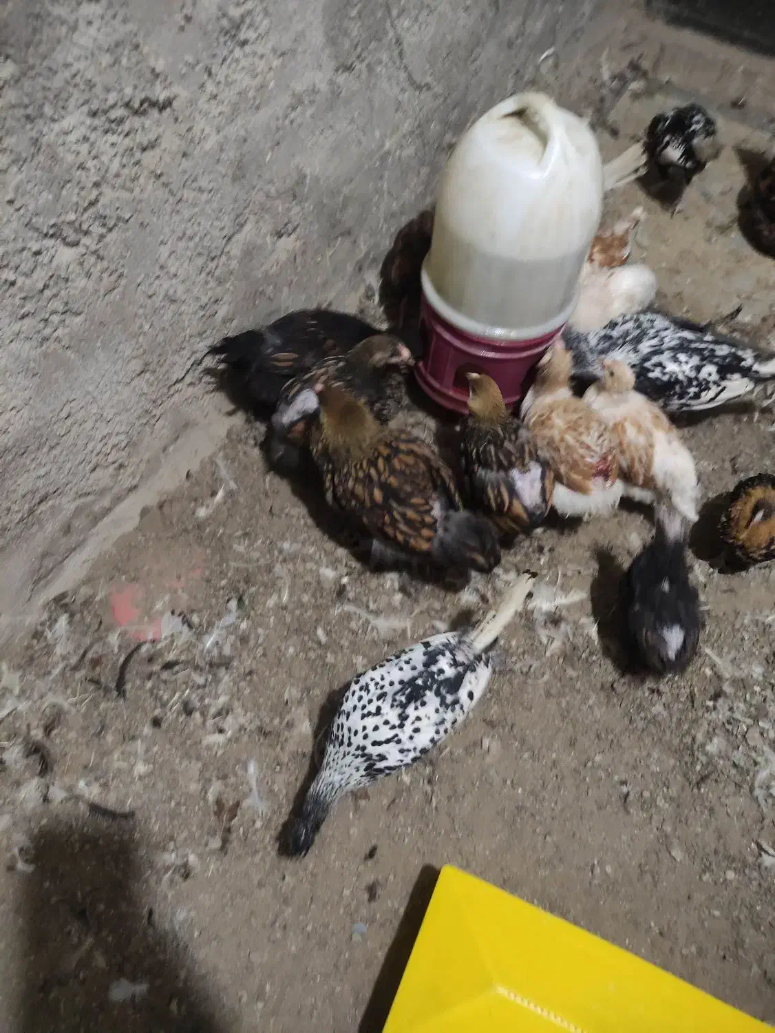 ویاندوت واپنزلر|حیوانات مزرعه|بهشهر, |دیوار