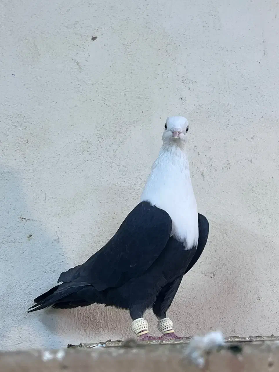 کفتر کله سفید ماده آس|پرنده|مشهد, هفده شهریور|دیوار