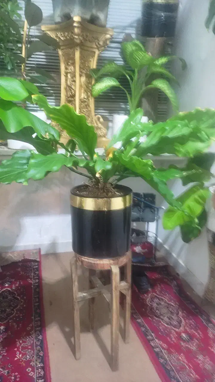 گل و گیاه|گل و گیاه طبیعی|قم, باجک یک|دیوار