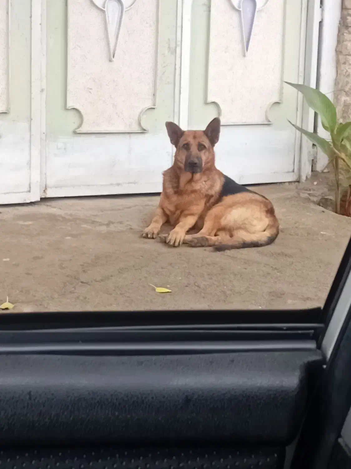 حاسگی|سگ|گرمادوز, |دیوار