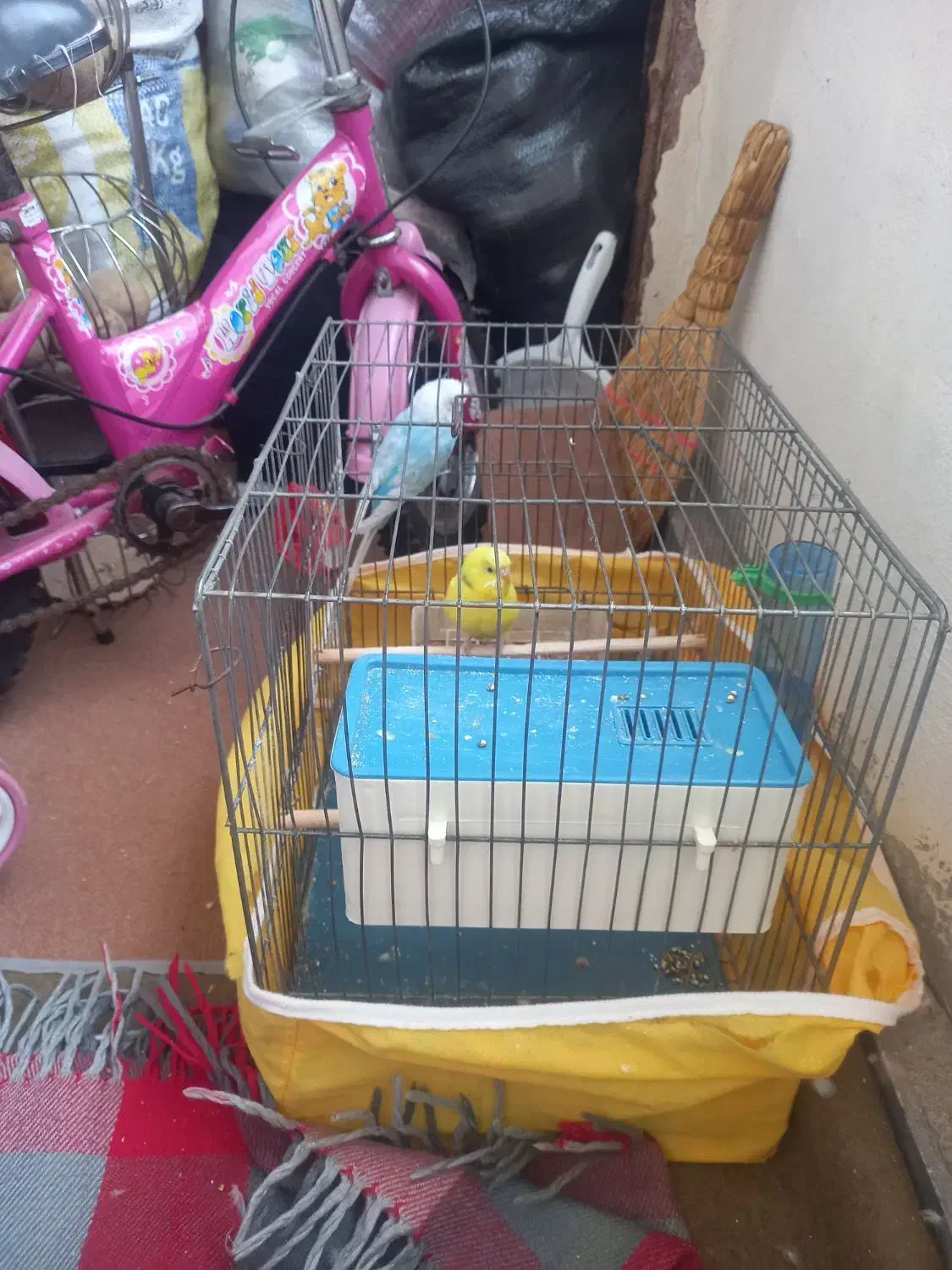 دو عدد مرغ عشق با قفس|پرنده|اردبیل, |دیوار