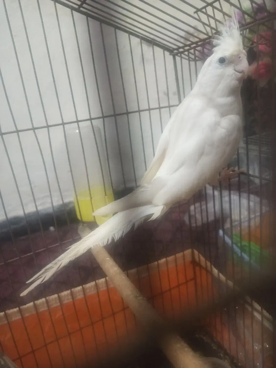 عروس هلندی|پرنده|بندرعباس, |دیوار