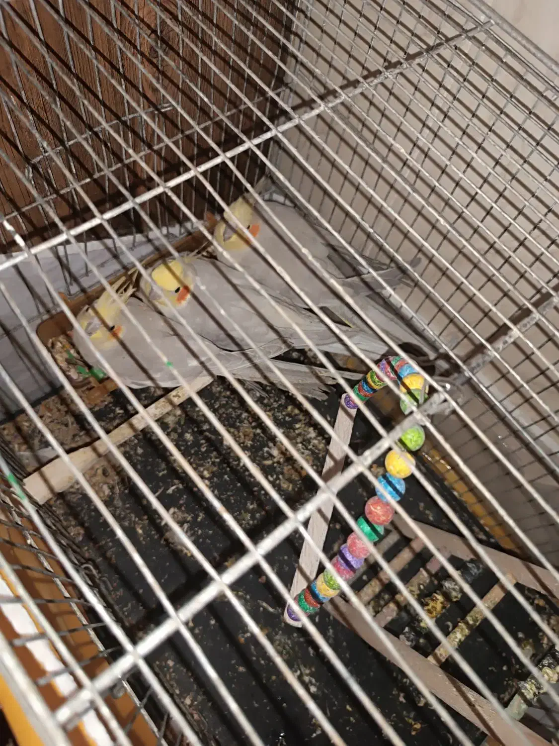 عروس هلندی|پرنده|بیرجند, |دیوار