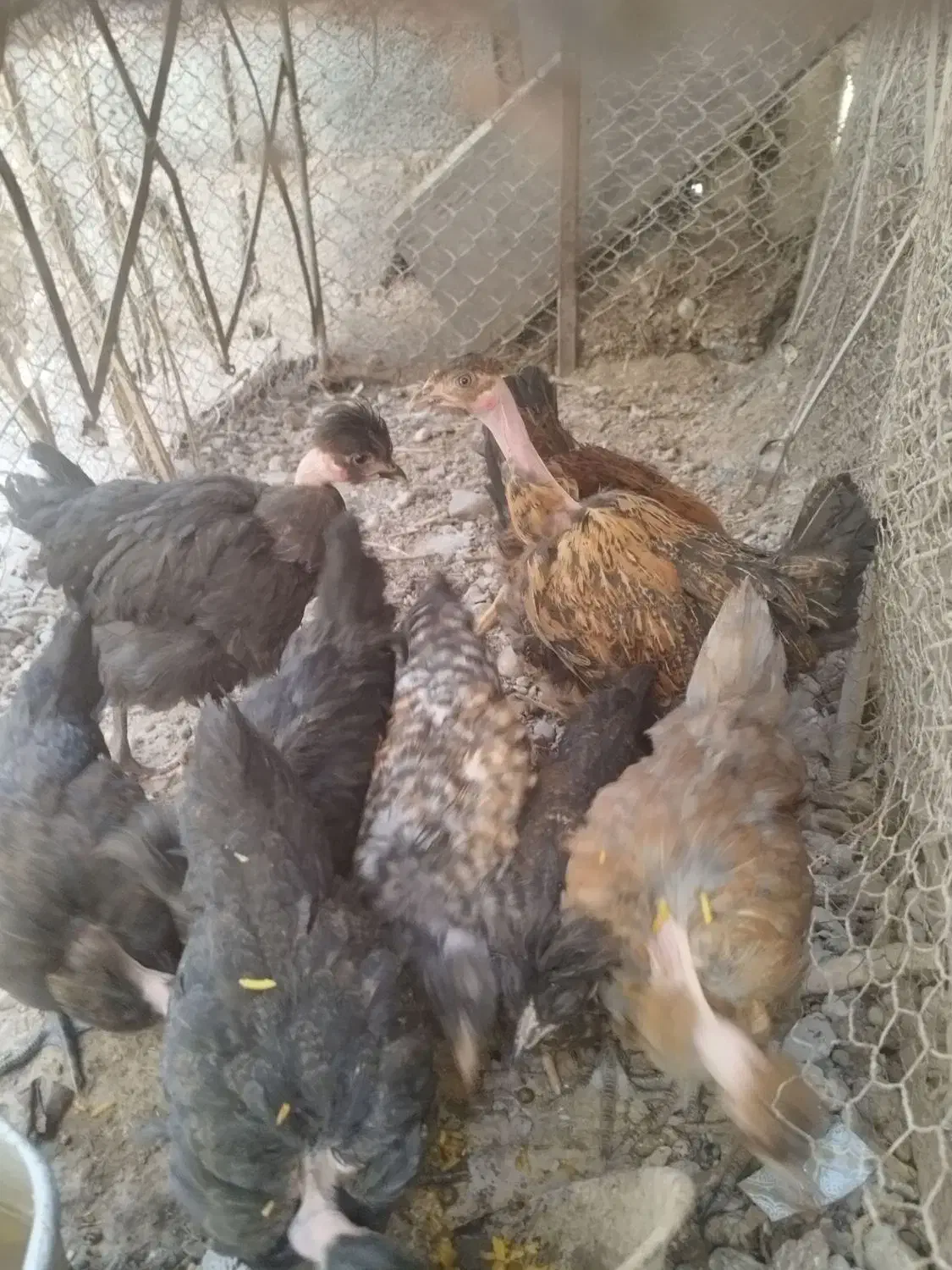 جوجه گردن لخت|حیوانات مزرعه|کرمان, |دیوار