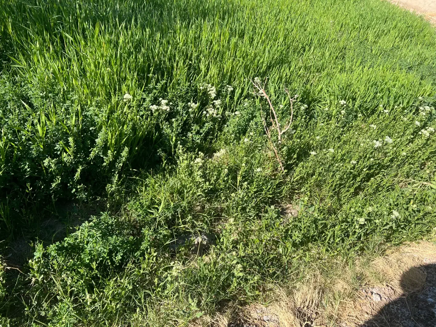 باغبان حرفه ای برای نگهداری و رسیدگی کامل به باغ|خدمات باغبانی و درختکاری|زابل, |دیوار