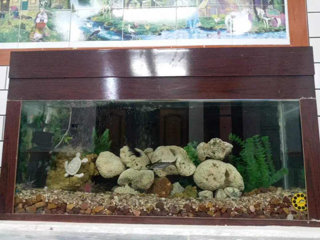 آکواریوم|ماهی|شوشتر, |دیوار