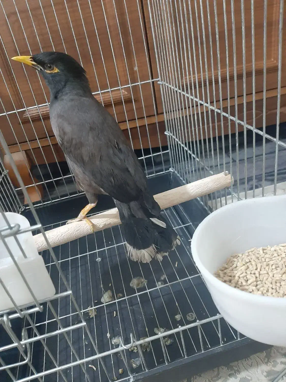 پرنده سرای ارسام|پرنده|نظرآباد, صالح آباد|دیوار