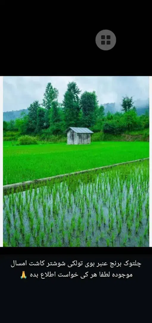 برنج تولکی شوشتر شلتوک|خوردنی و آشامیدنی|امیدیه, |دیوار