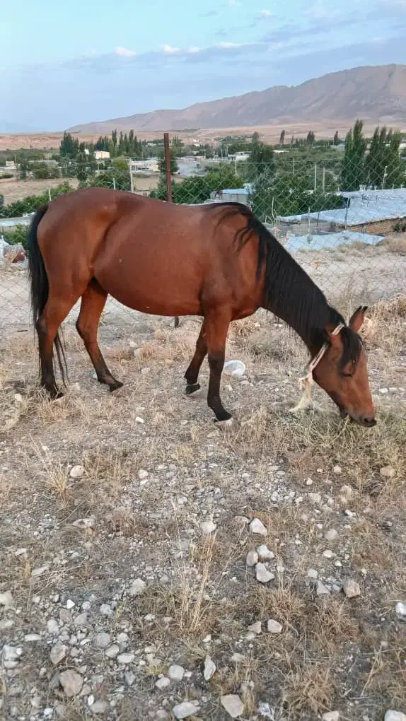 فروش اسب|اسب و تجهیزات اسبسواری|وردشت, |دیوار