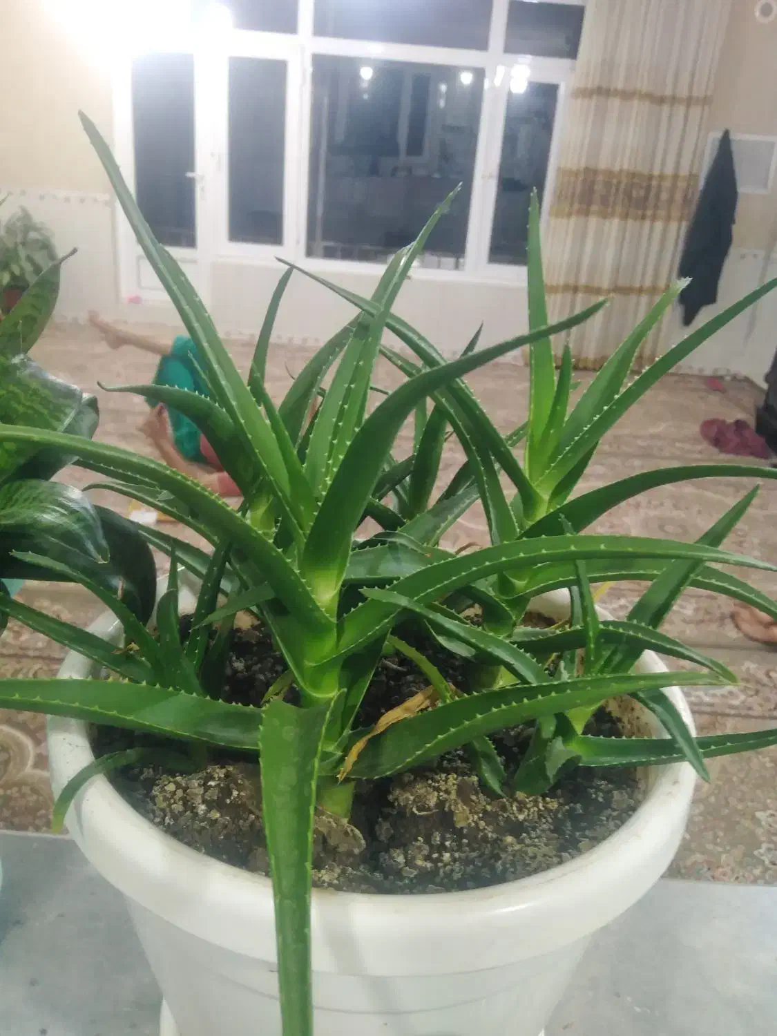 گل.|گل و گیاه طبیعی|جوانرود, |دیوار