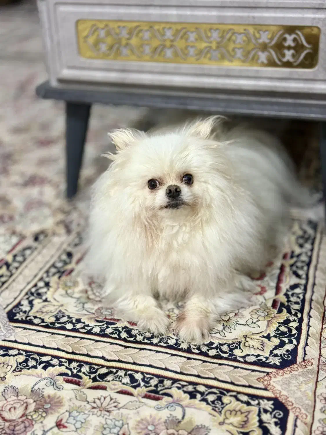 پامرانین خرسی|سگ|یزد, |دیوار