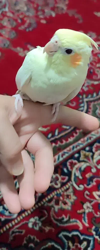 عروس هلندی|پرنده|قم, باجک دو|دیوار