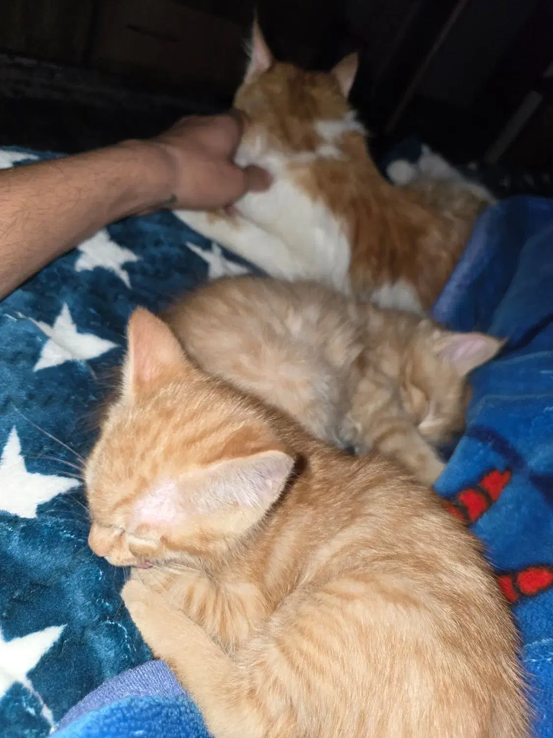 واگذاری دو بچه گربه نارنجی|گربه|قرچک, مهدیه|دیوار