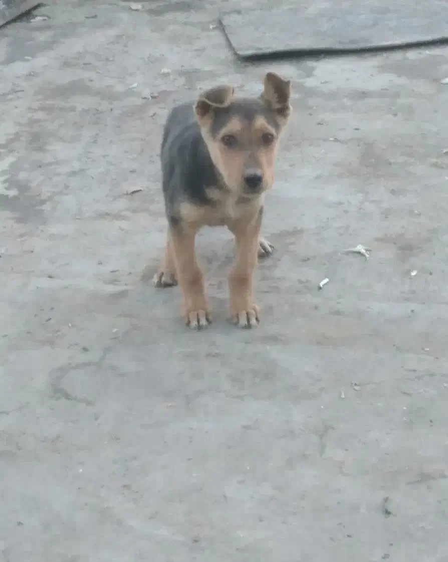 سگ ژرمن|سگ|پیر بکران, |دیوار