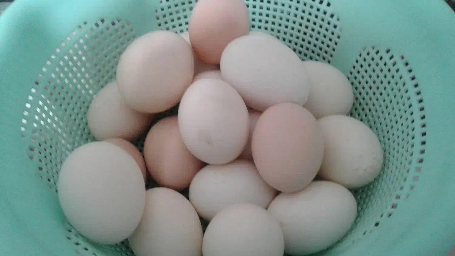 تخم مرغ محلی|حیوانات مزرعه|بافت, |دیوار