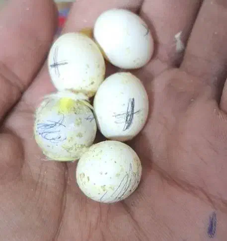 جفت مرغ عشق باتخم|پرنده|زاهدان, |دیوار