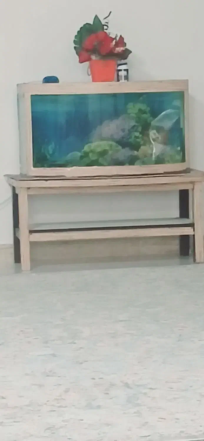 اکواریوم|ماهی|رشت, باهنر|دیوار