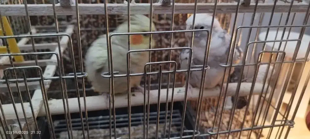 عروس هلندی|پرنده|سنندج, |دیوار