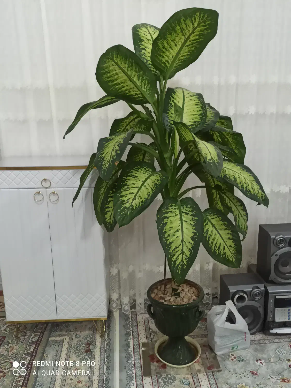 گل دیفن باخیا|گل و گیاه طبیعی|ایوان, |دیوار