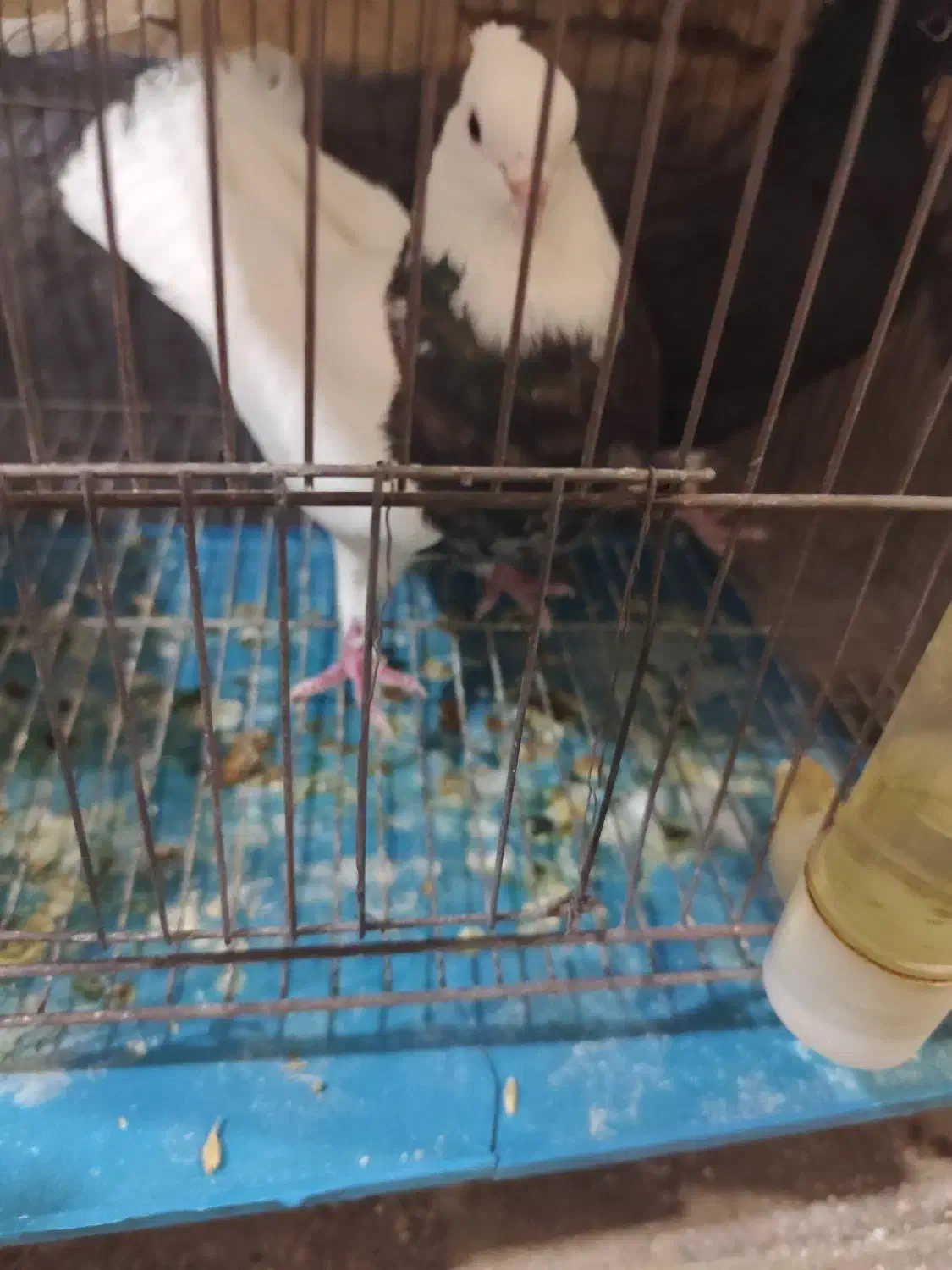 طوقی|پرنده|شوشتر, |دیوار