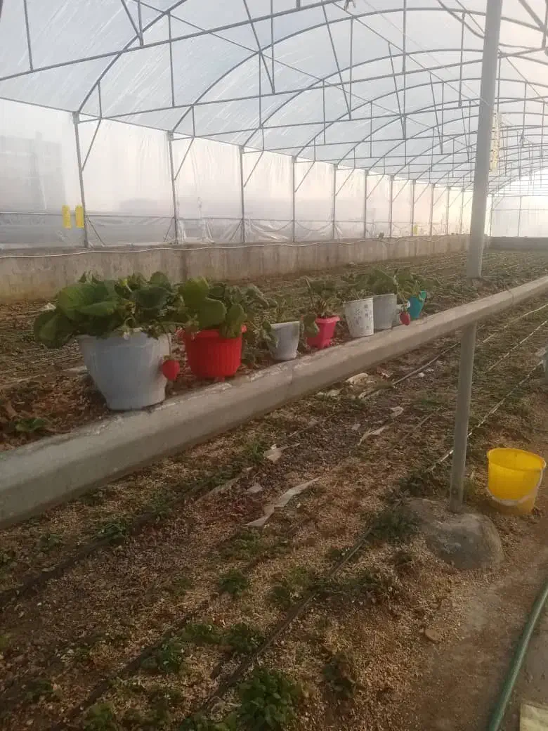 گلخانه دارای پروانه بهره برداری|فروش زمین و ملک کلنگی|ارومیه, |دیوار