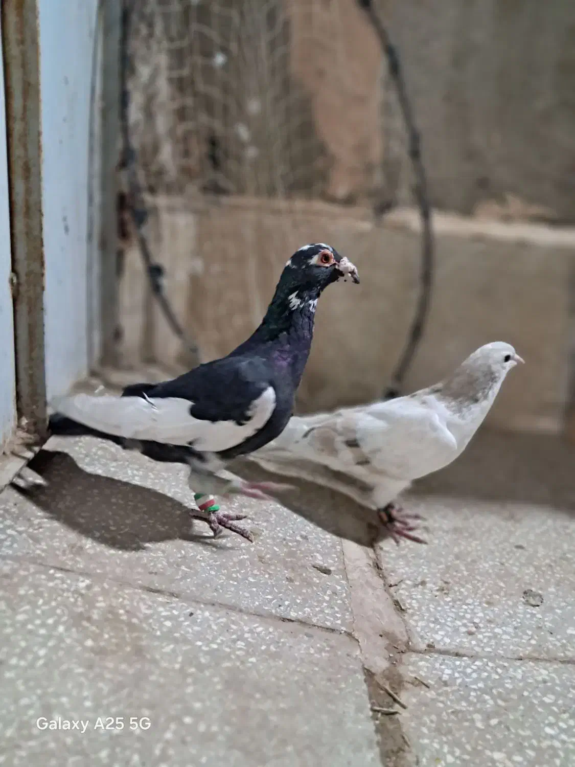 سده هفرنگ و پلنگ|پرنده|سبزوار, سجاد|دیوار