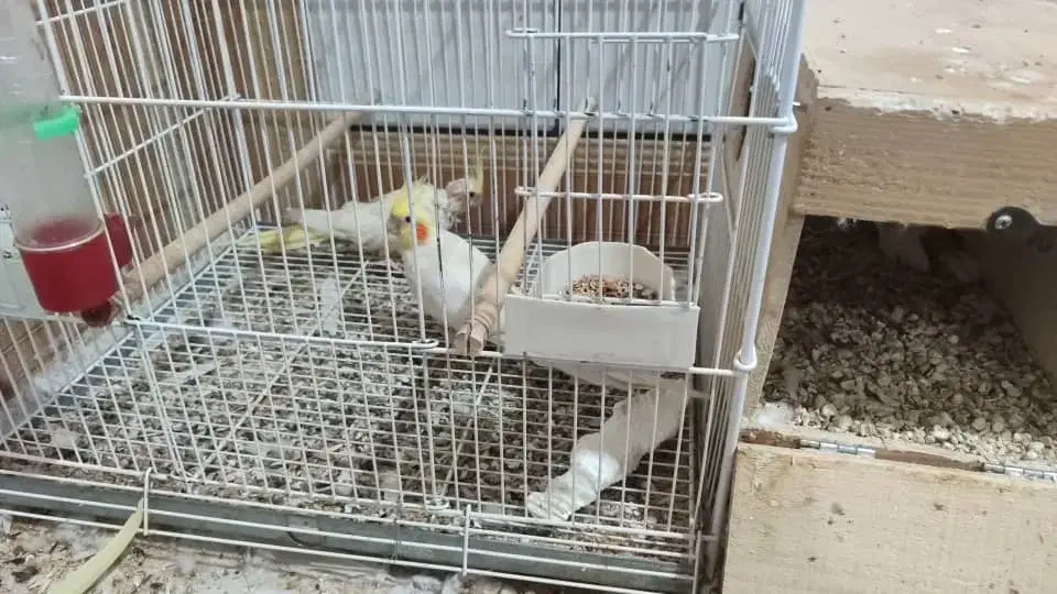 دو جفت عروس هلندی لوتینو|پرنده|هندیجان, |دیوار