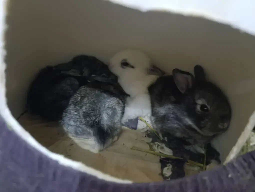 بچه خرگوش|موش و خرگوش|بندر دیر, |دیوار