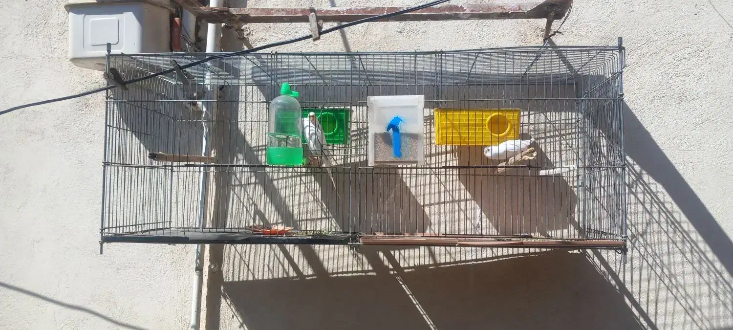 خرگوش و مرغ عشق با قفس|پرنده|شباب, |دیوار