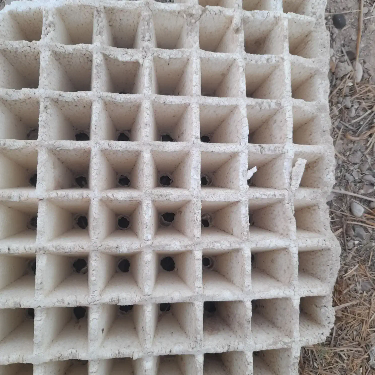 سینی ۲۱۸ دارم واسه فروش|خدمات باغبانی و درختکاری|کاکی, |دیوار