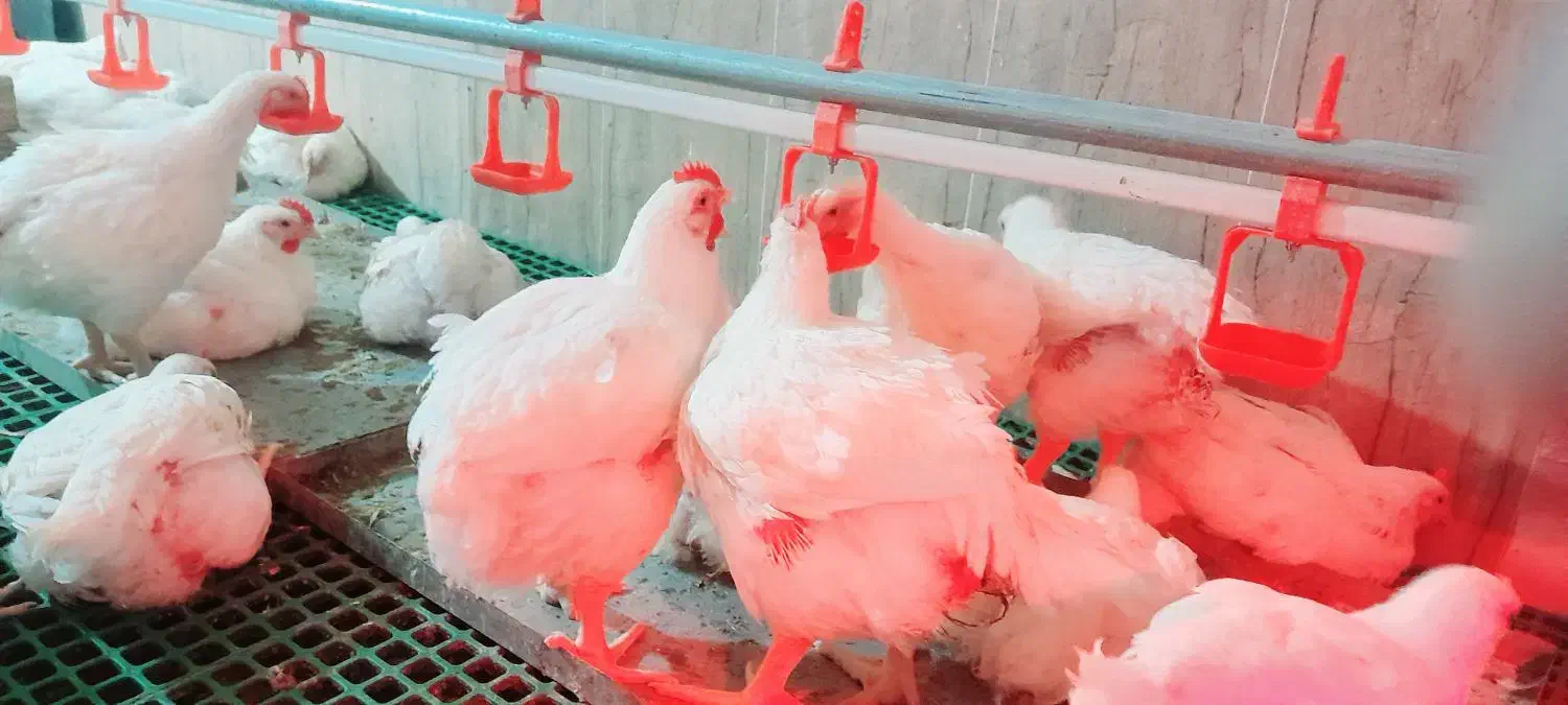 مرغ گوشتی|حیوانات مزرعه|بافت, |دیوار