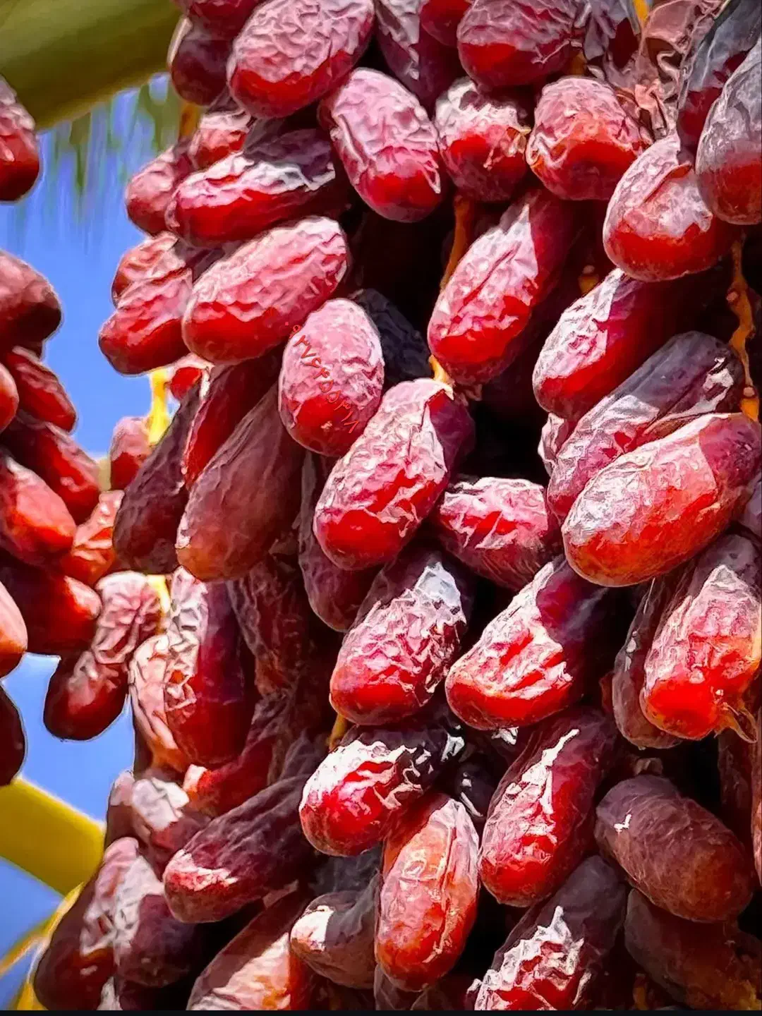 تمر خرما بریم درشت دیری|خوردنی و آشامیدنی|اهواز, کارون|دیوار
