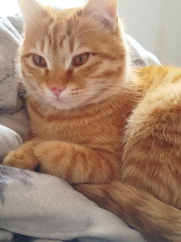 واگذاری رایگان|گربه|تبریز, |دیوار