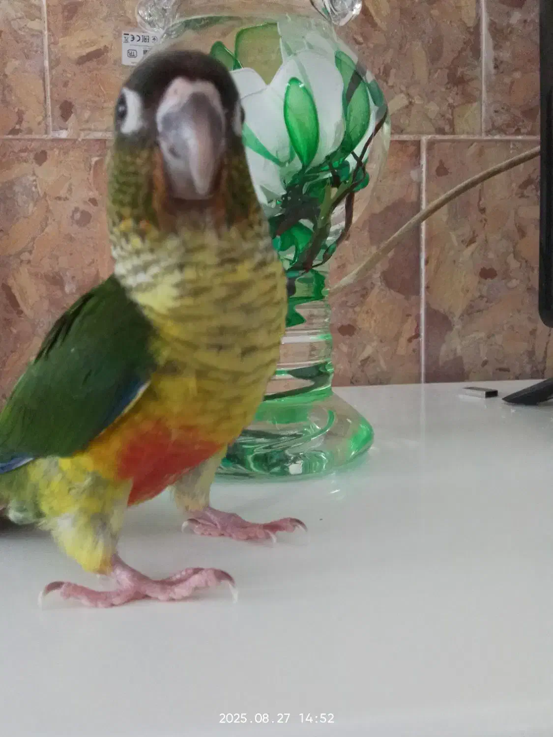 طوطی گرینچیک|پرنده|چناران, |دیوار