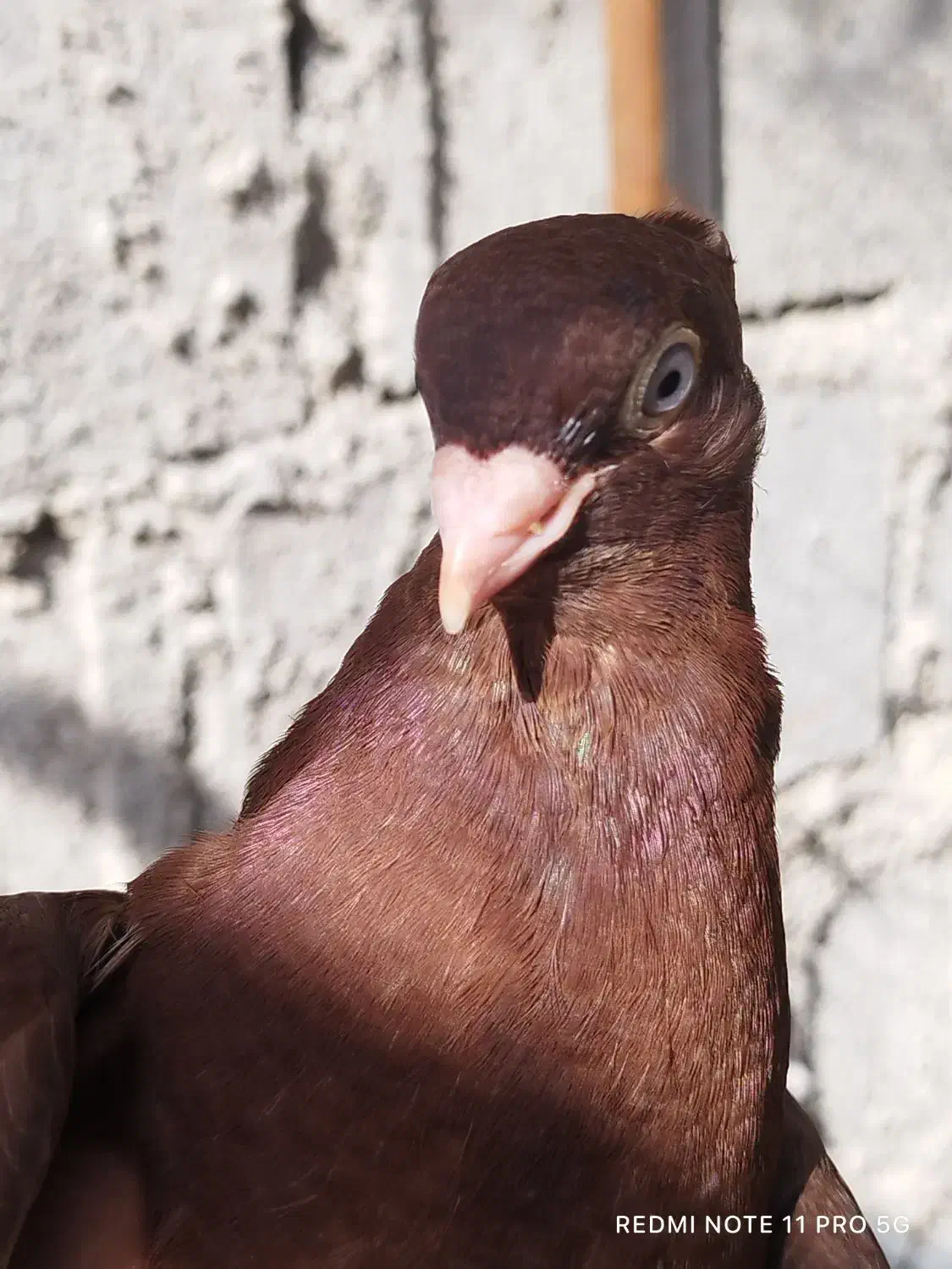 صرب اتریشی|پرنده|شنبه و طسوج, |دیوار