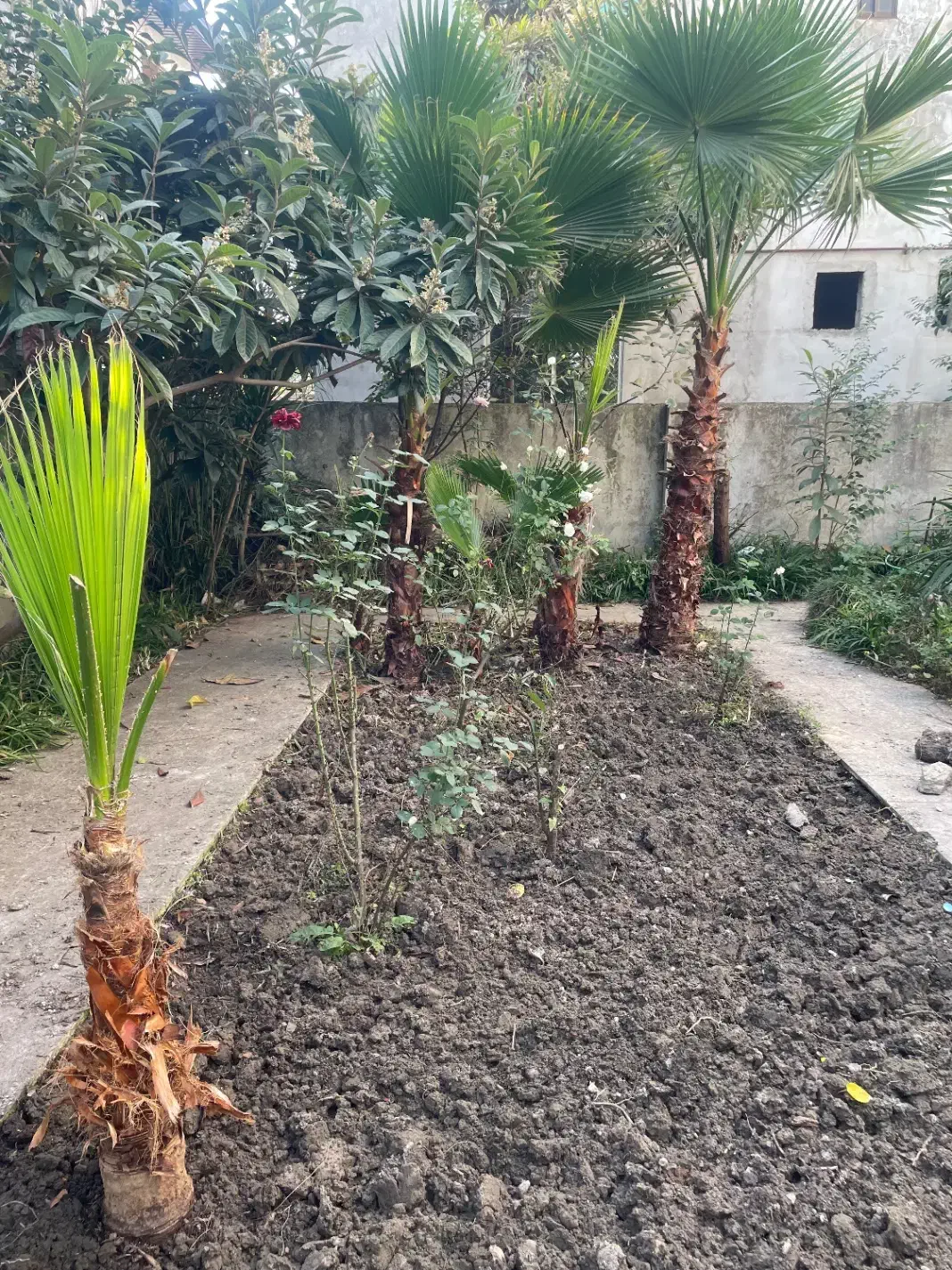 پالم واشنگتن|گل و گیاه طبیعی|نور, |دیوار