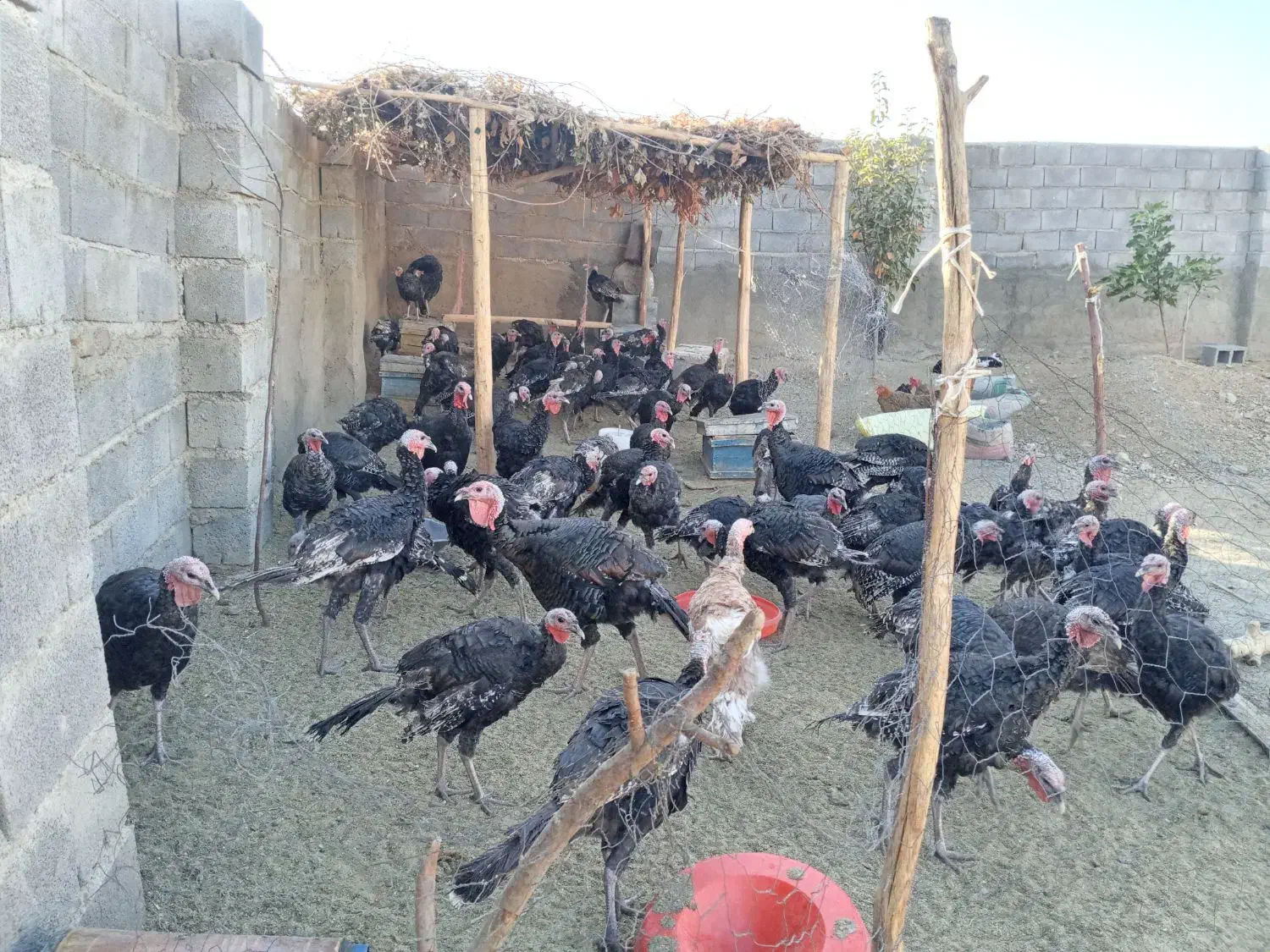 بوقلمون کردی|حیوانات مزرعه|بیلوار, |دیوار