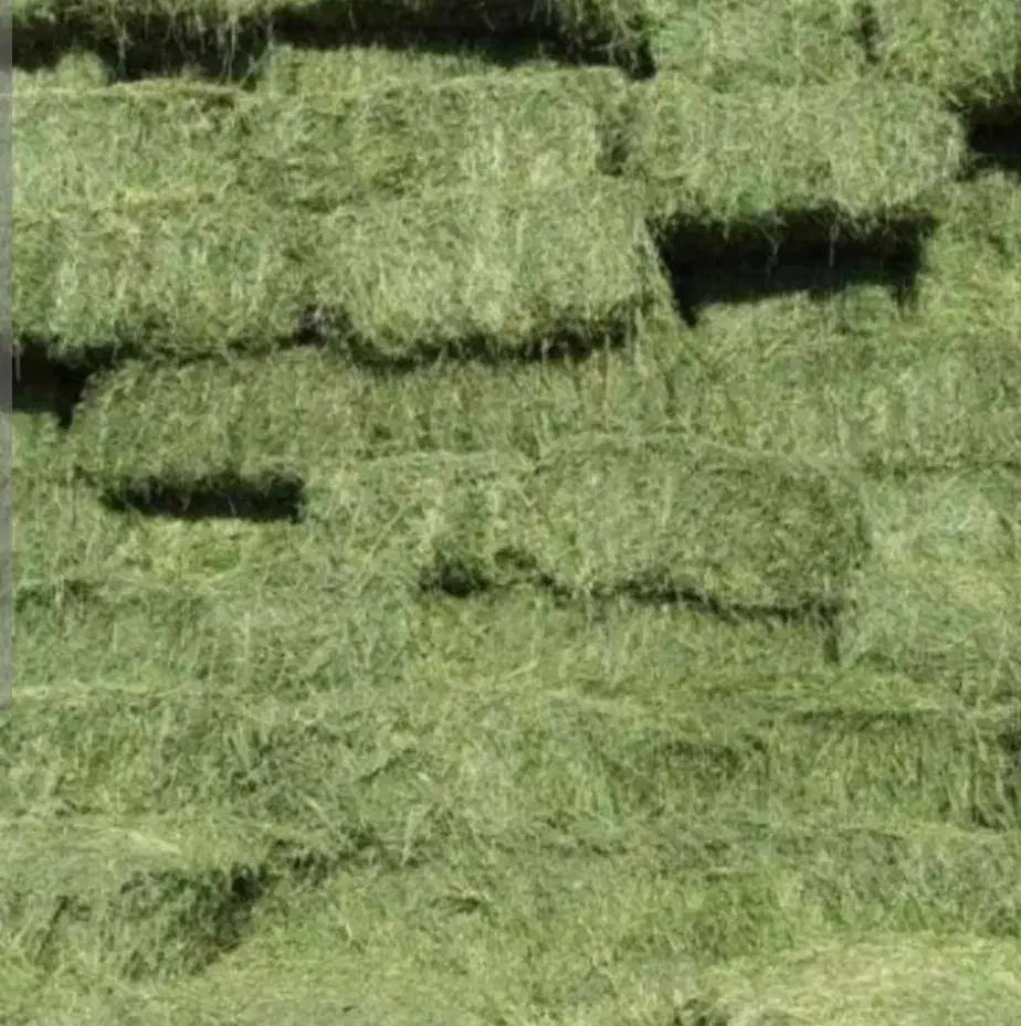 علوفه|حراج|سمیرم, |دیوار