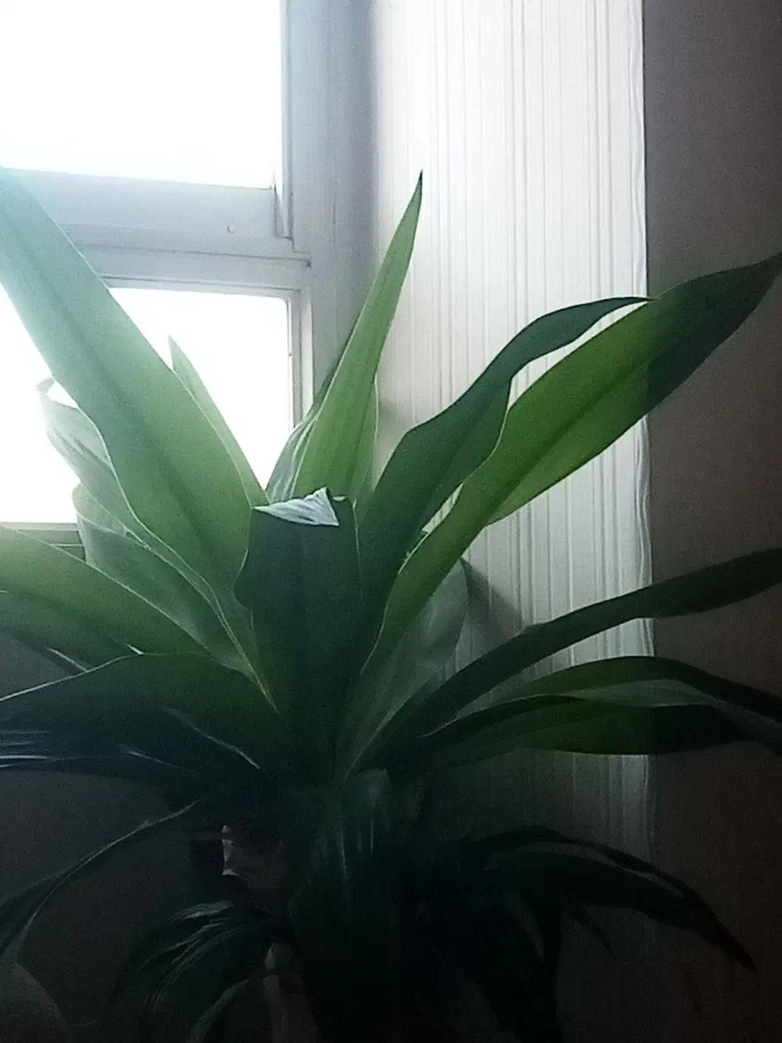 اشک ملکه|گل و گیاه طبیعی|اصفهان, محمودیه|دیوار