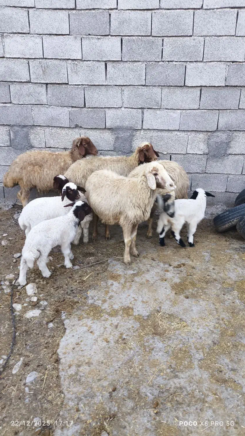 گوسفند و بره|حیوانات مزرعه|بدره, |دیوار