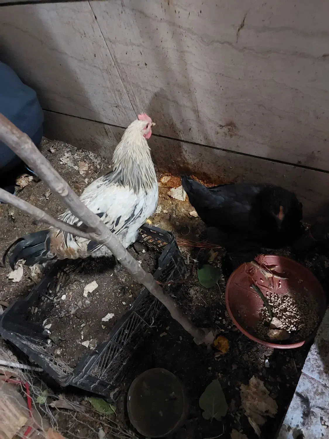 نیمچه مرغ و خروس محلی زیر مرغی|حیوانات مزرعه|اسلامشهر, شهرک مفیدی|دیوار