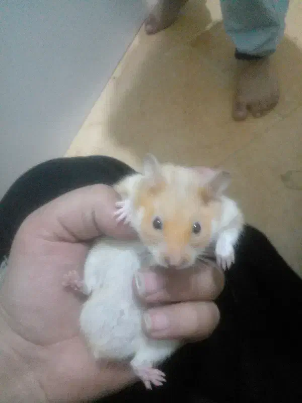 همستر|موش و خرگوش|یزد, |دیوار