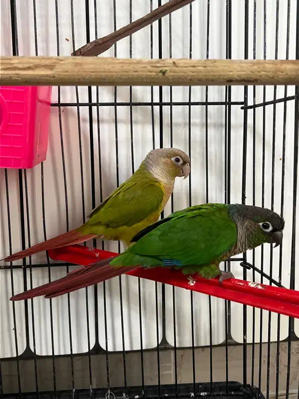 طوطی گرینچیک جفت|پرنده|چالوس, |دیوار