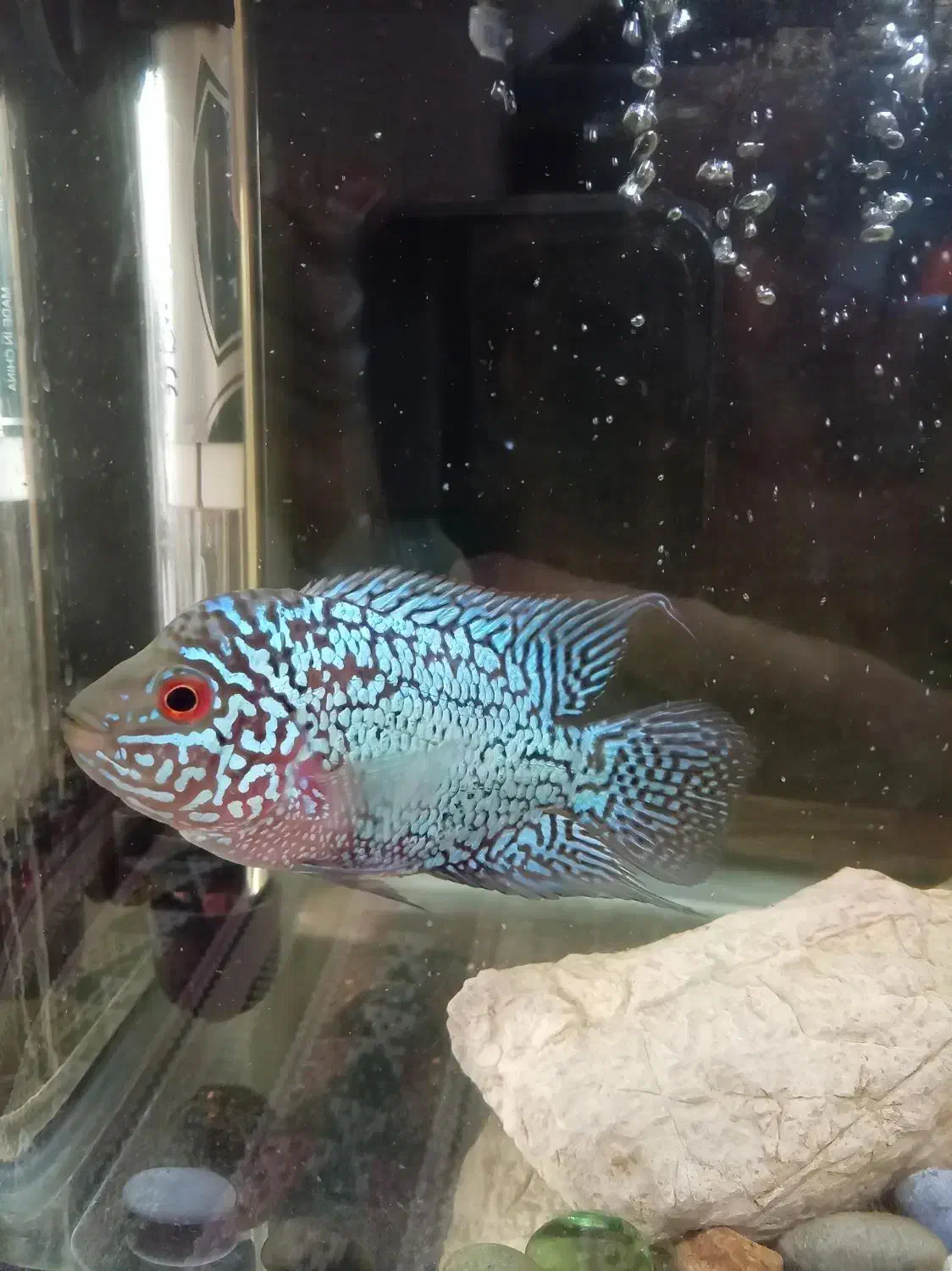 ماهی فلاور کامفا|ماهی|تهران, دریا|دیوار