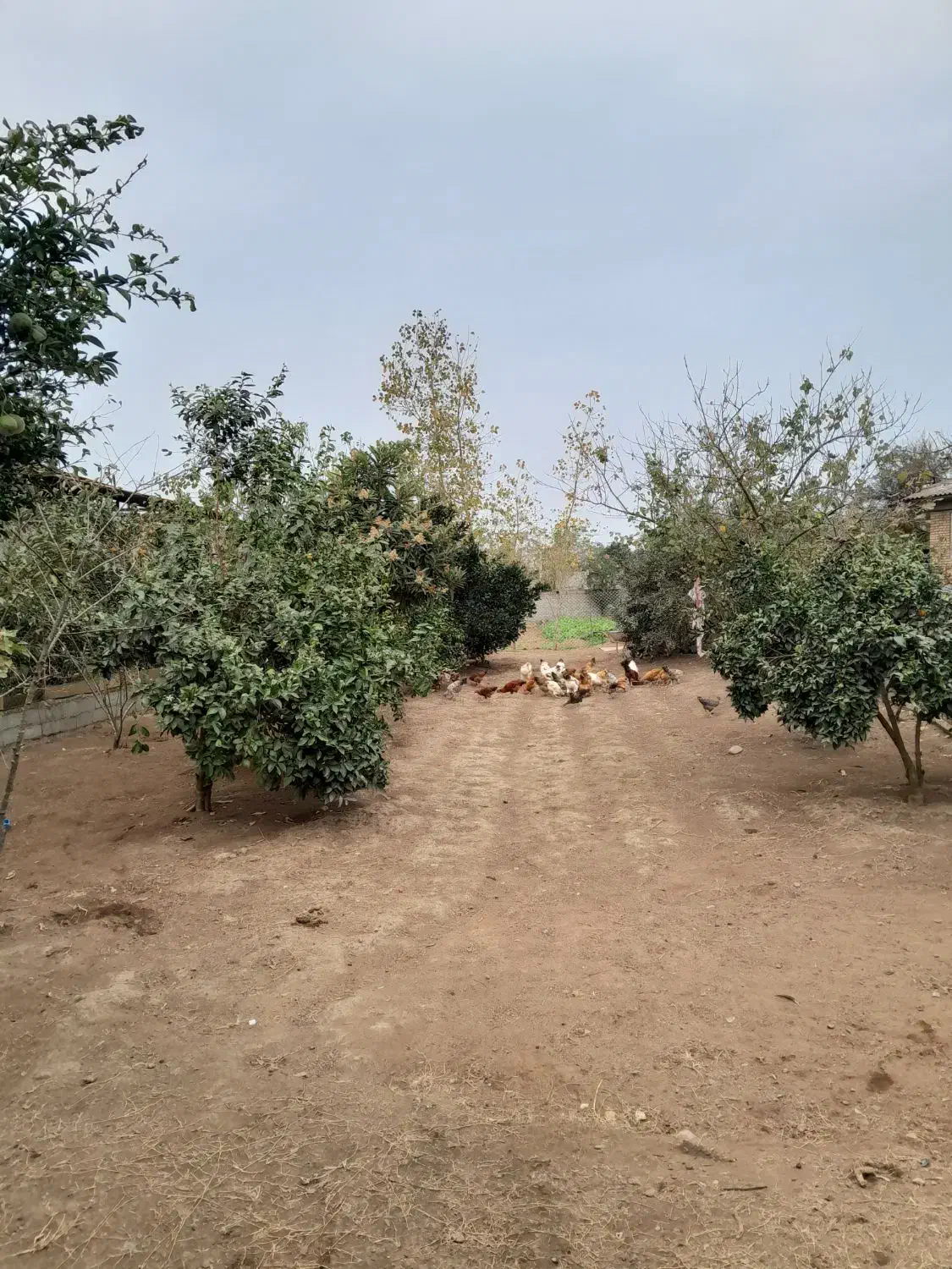 زمین مسکونی کریم محله|فروش زمین و ملک کلنگی|تالش, جوکندان|دیوار