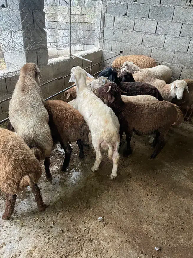 بره نر اصف هشت ماهه صحیح سالم|حیوانات مزرعه|بابل, |دیوار