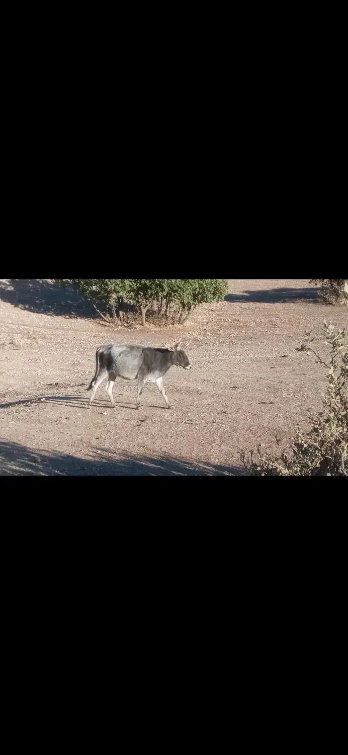 گاو|حیوانات مزرعه|ثلاث باباجانی, |دیوار