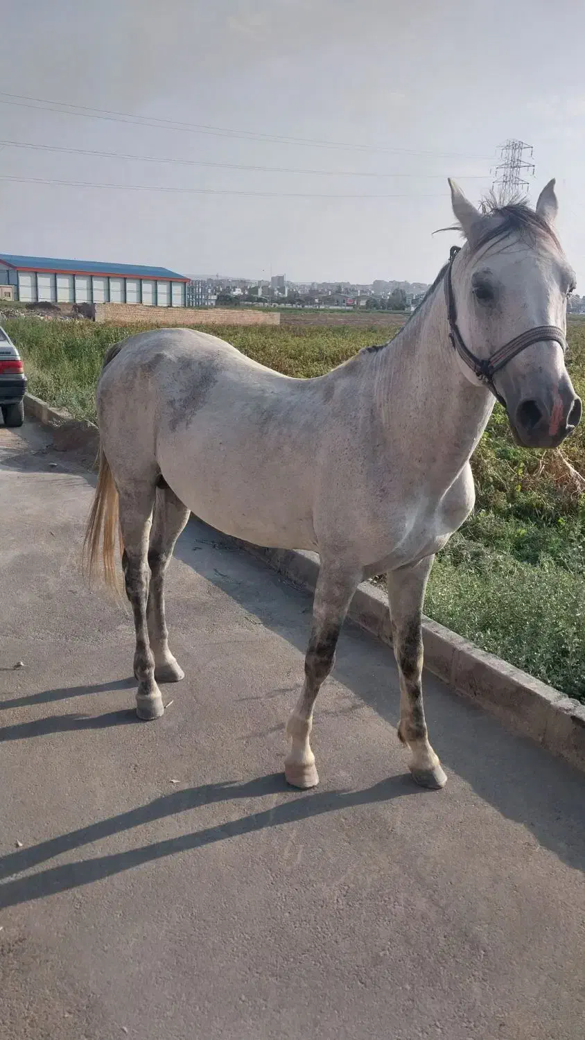 باسلام اسب نریان سواری عالی|اسب و تجهیزات اسب‌سواری|اردبیل, |دیوار